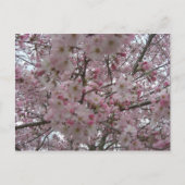 roze en witte bloemknoppen briefkaart (Voorkant)