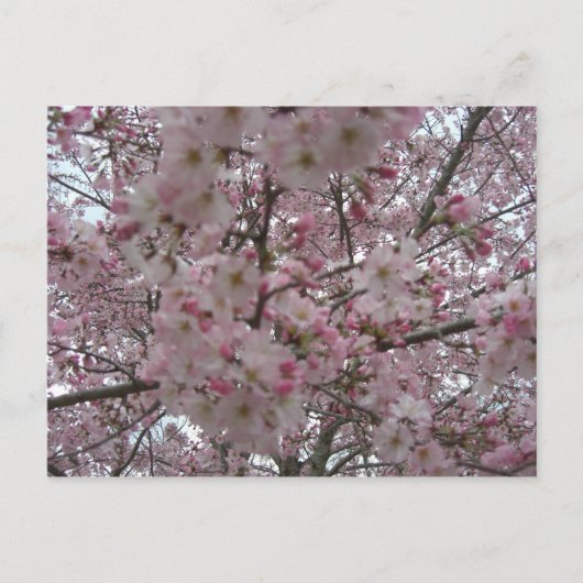 roze en witte bloemknoppen briefkaart (Voorkant)