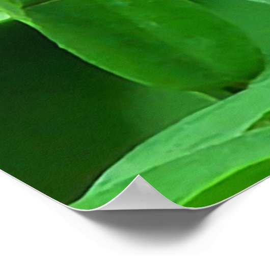 Roze en witte bloemknoppen poster (Hoek)