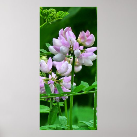 Roze en witte bloemknoppen poster (Voorkant)