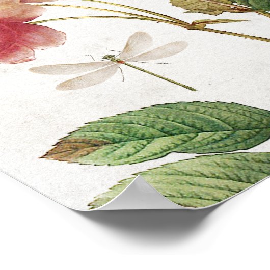  roze en witte botanische Rozen Poster (Hoek)