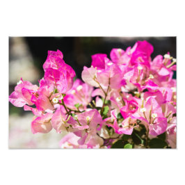 Roze en witte bougainvillea foto afdruk