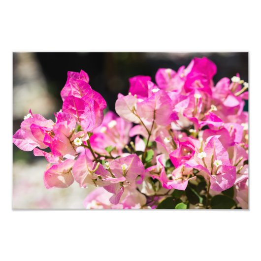 Roze en witte bougainvillea foto afdruk (Voorkant)