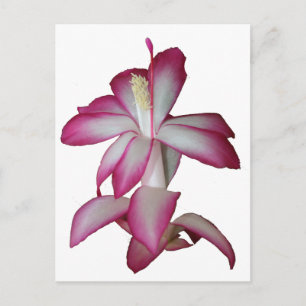 Roze en witte cactus, succulent bloem briefkaart
