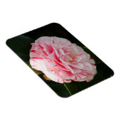 Roze en witte Camellia Flower Magnet Magneet (Rechterzijde)