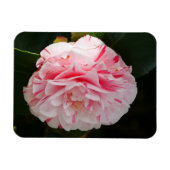 Roze en witte Camellia Flower Magnet Magneet (Horizontaal)
