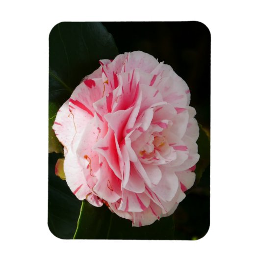Roze en witte Camellia Flower Magnet Magneet (Verticaal)