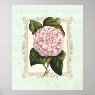  Roze en Witte Camellia Shabby Elegance Poster