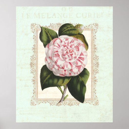  Roze en Witte Camellia Shabby Elegance Poster (Voorkant)