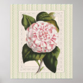  Roze en Witte Camellia Shabby Elegance Poster (Voorkant)