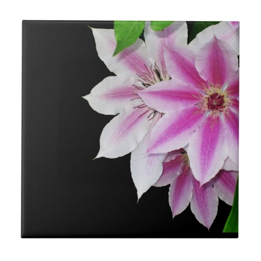 Roze en witte "Clematis Flowers" Tegeltje (Voorkant)