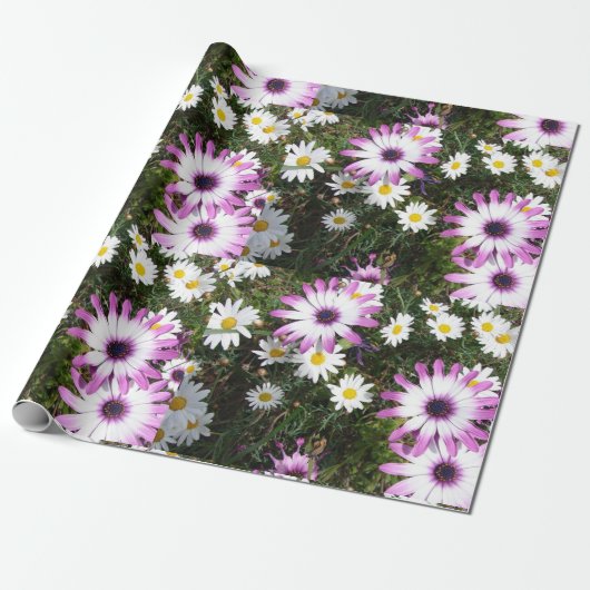 Roze en Witte Dagen Daisy flower Cadeaupapier (Uitgerold)