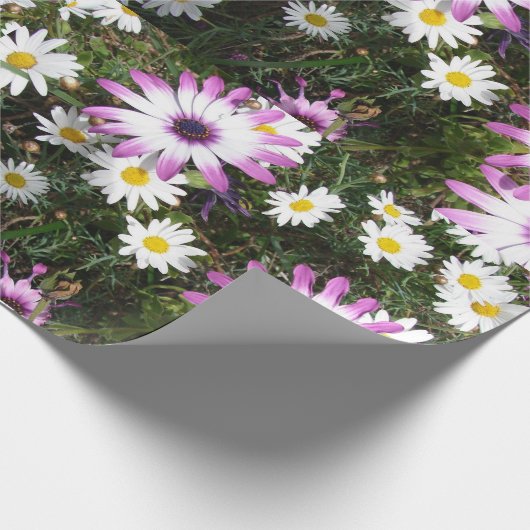 Roze en Witte Dagen Daisy flower Cadeaupapier (Hoek)