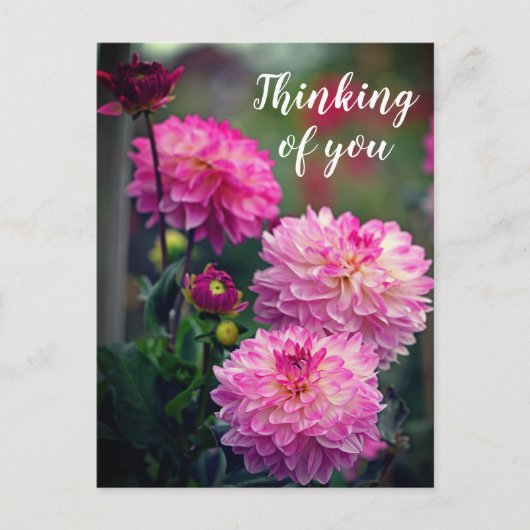 Roze en Witte Dahlia Bloem Denk aan je Briefkaart (Voorkant)