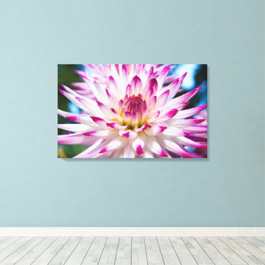 Roze en Witte Dahlia Canvas Afdruk (Insitu (Houten vloer))