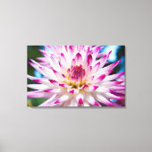 Roze en Witte Dahlia Canvas Afdruk (Voorkant)