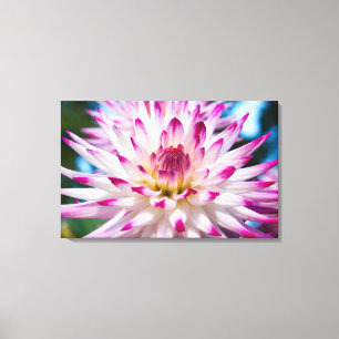 Roze en Witte Dahlia Canvas Afdruk