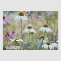 Roze en witte echinacea