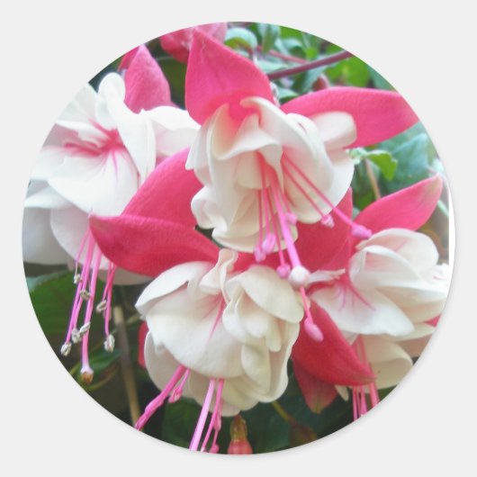 Roze en witte Fuschia-stickers Ronde Sticker (Voorkant)