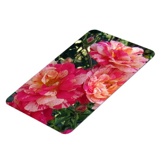 Roze en witte gestreepte Rozen Magneet (Linkerzijde)