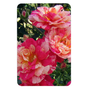 Roze en witte gestreepte Rozen Magneet