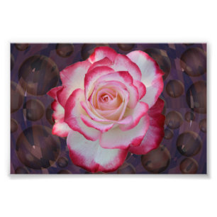 Roze en witte hybride thee Roos Foto Afdruk