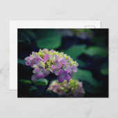 Roze en witte Hydrangea Bloemen Foto Feestdagenkaart (Voorkant / Achterkant)