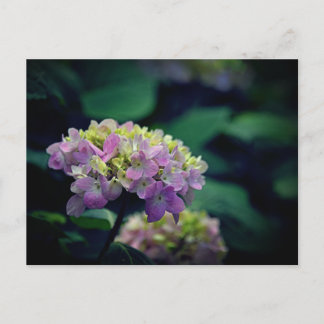 Roze en witte Hydrangea Bloemen Foto Feestdagenkaart