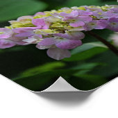 Roze en witte Hydrangea Flowers Motivatie Poster (Hoek)
