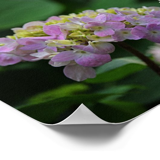 Roze en witte Hydrangea Flowers Motivatie Poster (Hoek)