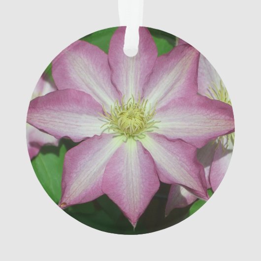 Roze en witte lente van Clematis Ornament (achterkant)