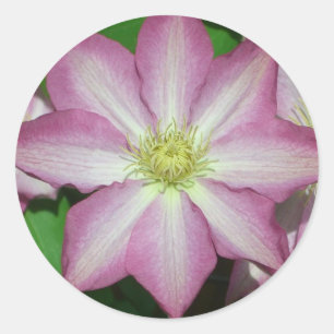 Roze en witte lente van Clematis Ronde Sticker
