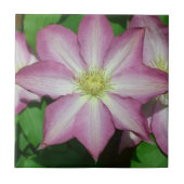 Roze en witte lente van Clematis Tegeltje (Voorkant)