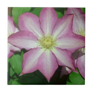Roze en witte lente van Clematis Tegeltje