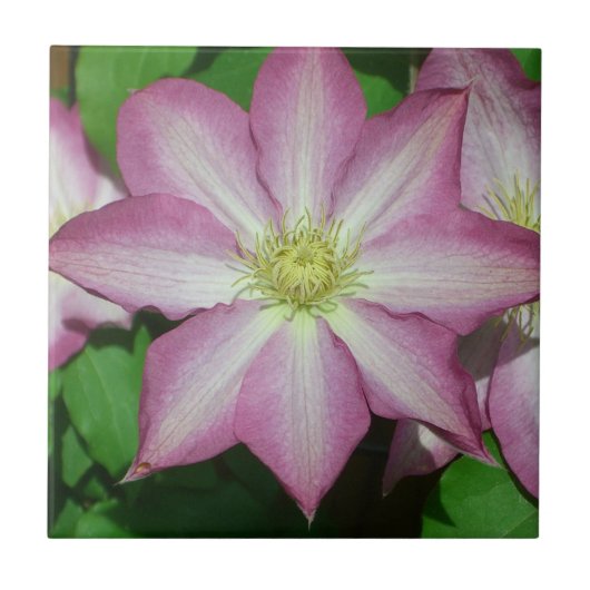Roze en witte lente van Clematis Tegeltje (Voorkant)