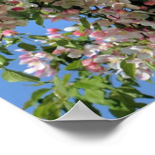 Roze en witte lenteskrabapple bloesems poster (Hoek)
