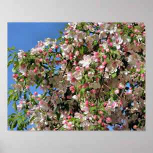Roze en witte lenteskrabapple bloesems poster