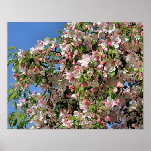 Roze en witte lenteskrabapple bloesems poster (Voorkant)