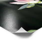 Roze en witte Lotus Flower Foto Afdruk (Hoek)