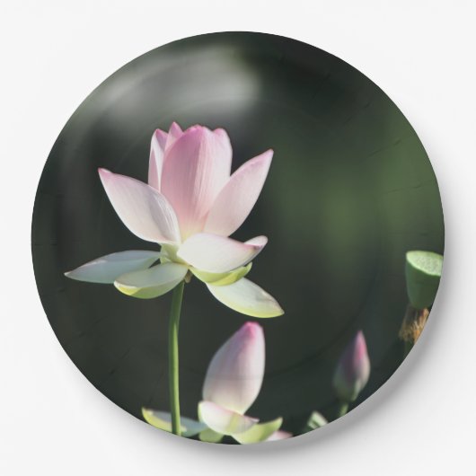 Roze en witte Lotus Flower Papieren Bordje (Voorkant)