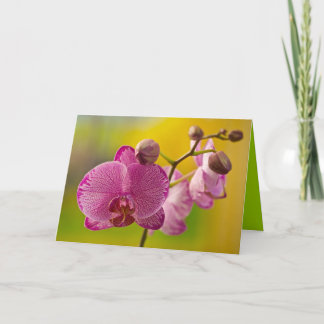 Roze en witte orchidee kaart
