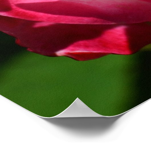 Roze en witte Poster (Hoek)