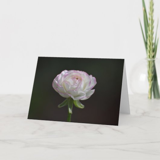 Roze en witte Rose Notecards (Blank Inside) Kaart (Voorkant)