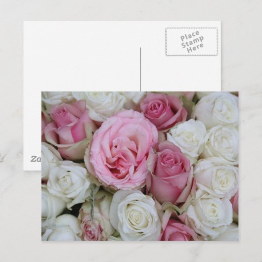 roze en witte rozen door therosegarden briefkaart (Voorkant / Achterkant)