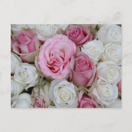 roze en witte rozen door therosegarden briefkaart (Voorkant)