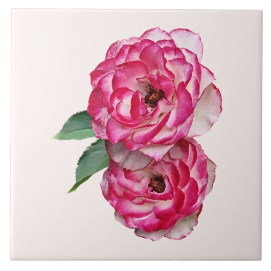Roze en Witte Rozen Tegeltje (Voorkant)