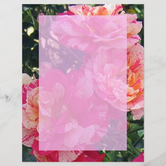 Roze en Witte Rozen Tuin Art Paper (Voorkant)