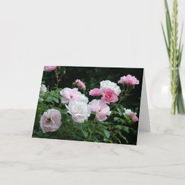  roze en witte rozenbloem struiken.Floral, Feestdagen Kaart