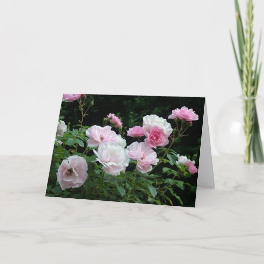  roze en witte rozenbloem struiken.Floral, Feestdagen Kaart (Voorkant)