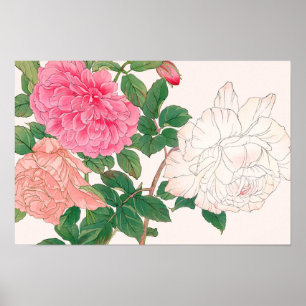 Roze en witte rozenbloemen met groene bladeren poster